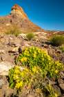 USA, Texas, Big Bend National Park. Cerro Castellan formation and rock nettles flowers. Art Print
